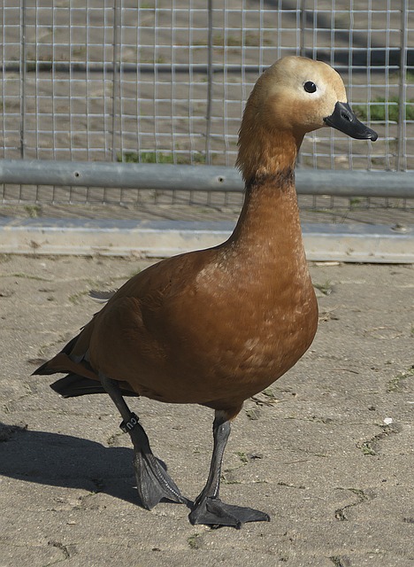 足球史册