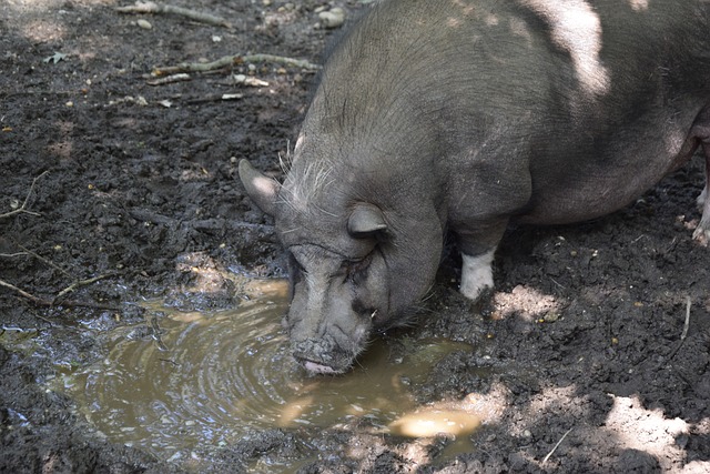 且拥有主场 且拥有主场